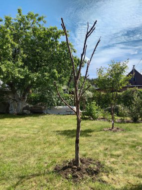 Bahçedeki kayısı ağaçlarının hastalığı. Kurumuş ahşap, düşmüş yapraklar, cam, mantar.