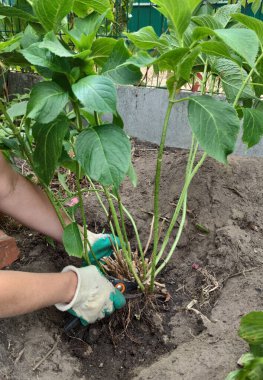 Eylül 'de bitkilerle bahçede çalış. Eldivenli bir bahçıvan ilk tomurcuğa kadar ortanca dallarını budama makinesiyle keser. Ortanca çalısı naklediliyor..