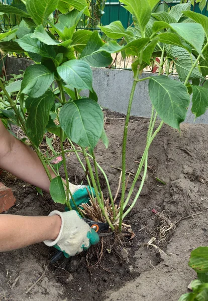 Eylül 'de bitkilerle bahçede çalış. Eldivenli bir bahçıvan ilk tomurcuğa kadar ortanca dallarını budama makinesiyle keser. Ortanca çalısı naklediliyor..