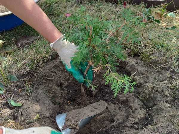 Planting a green coniferous tree. Planting of a coniferous shrub of thuja. Western thuja is an evergreen coniferous shrub.