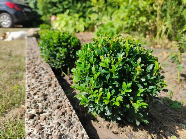 Boxwood Verde Redondo Jardim Arbusto Decorativo Sempre Verde Projeto Paisagístico — Fotografia de Stock