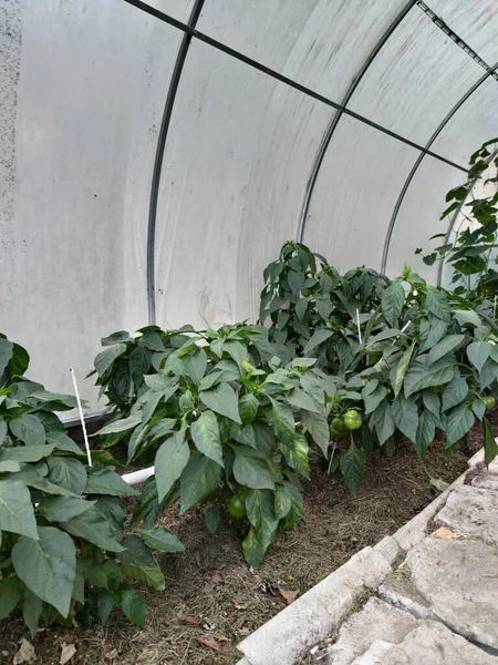 Grüne Paprika Wird Gewächshäusern Angebaut Frischer Nachwuchs Sprießt Tagsüber Einem — Stockfoto