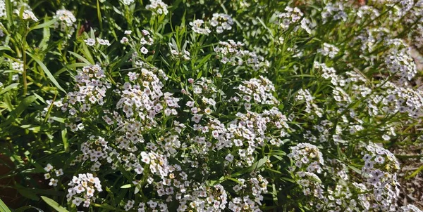 Background of small flowers, alisum. Small flowers in the garden.