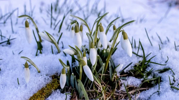 Flores Neve Início Primavera — Fotografia de Stock