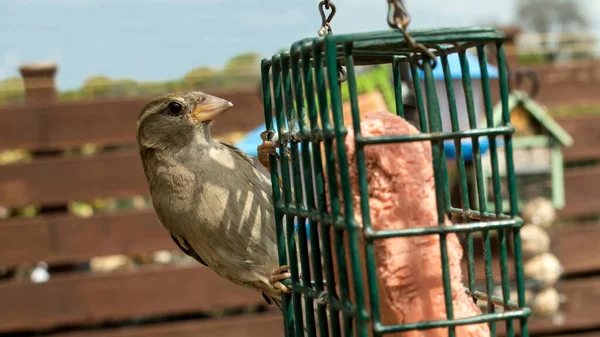 庭から食料を集める雀 — ストック写真