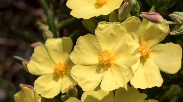 Eine Schöne Gelbe Felsenrose Voller Blüte — Stockfoto