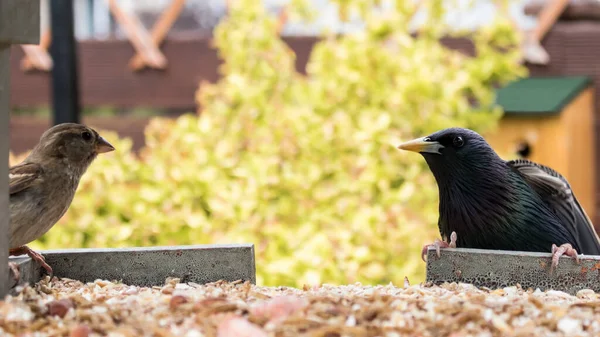 Gorrión Estornino Recogiendo Comida Una Mesa Pájaros — Foto de Stock