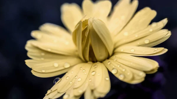 A yellow flower covered in water droplets from the rain