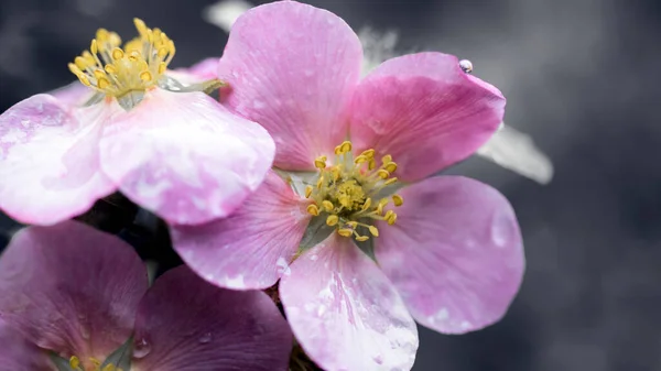 Rosafarbene Blüten Die Vom Regen Mit Wassertropfen Bedeckt Sind — Stockfoto