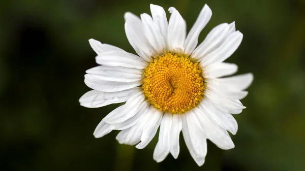 Uma Grande Flor Branca Soprando Vento — Fotografia de Stock