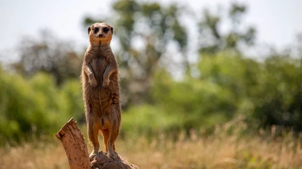 Egy Meerkat Figyeli Veszélyt — Stock Fotó