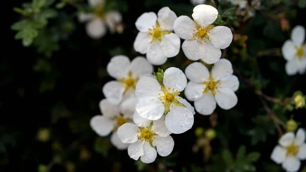 Weiße Strauch Cinquefoil Blüten Voller Blüte — Stockfoto