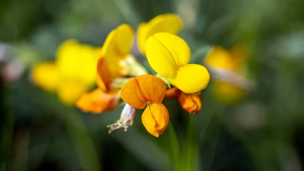 Birds Foot Trefoil Mit Leuchtend Gelben Und Orangen Blüten — Stockfoto