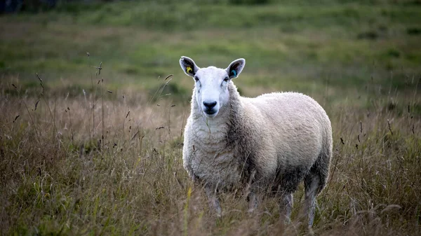 Ein Schaf Steht Auf Einer Wiese — Stockfoto