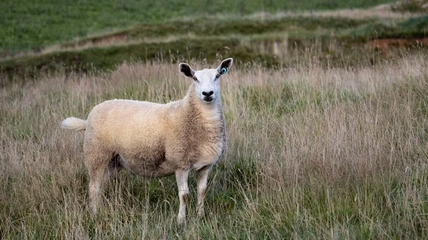 Sheep Standing Meadow — Stock Photo, Image