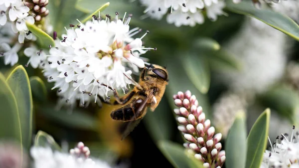 Hoverfly Also Known Drone Fly Collecting Pollen White Hebe — Stock Photo, Image