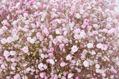 huge Baby's breath bouquet isolated on white background. luxury Gypsophila Bouquet for valentines day. Celebration of engagement or wedding