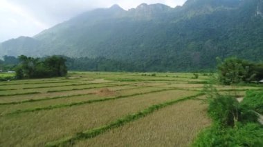 Laos 'un Vang Vieng kasabası yakınlarındaki pirinç tarlaları gökyüzünden görüldü.