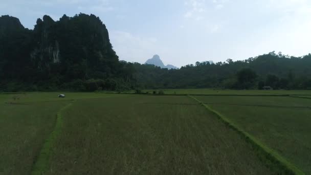 Ορυζώνες Κοντά Στην Πόλη Vang Vieng Στο Λάος Δει Από — Αρχείο Βίντεο