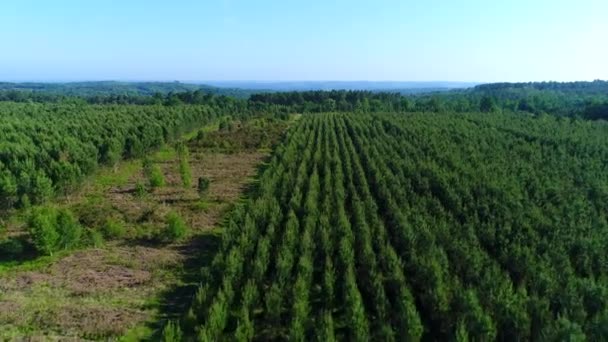 Campo Abeto Perto Aldeia Buisson Cadouin Perigord França — Vídeo de Stock