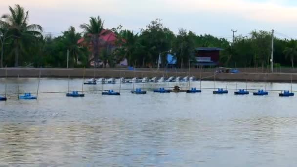 Estanque Cultivo Camarones Con Aireadores Radiales Samut Songkhram Tailandia — Vídeo de stock