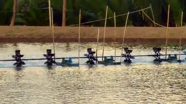 Étang Élevage Crevettes Avec Aérateurs Palettes Radiaux Samut Songkhram Thaïlande — Video