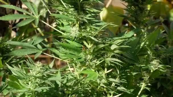 野生の大麻植物大麻サティバタイプ — ストック動画