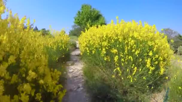 Caminhe Coração Parque Natural Regional Luberon França — Vídeo de Stock