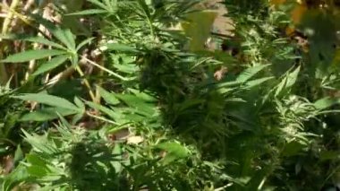 Yabani kenevir bitkisi sativa tipi.