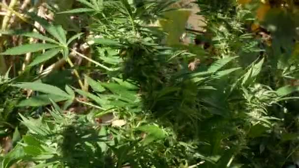 Cânhamo Selvagem Planta Cannabis Tipo Sativa — Vídeo de Stock