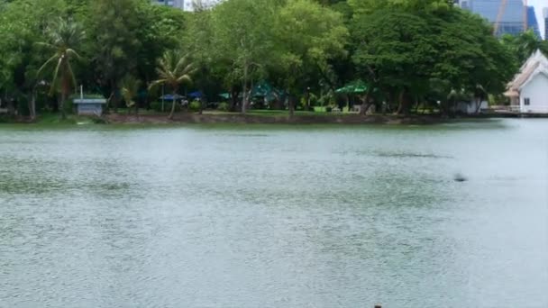 Parcul Lumphini Din Thailanda Bangkok — Videoclip de stoc