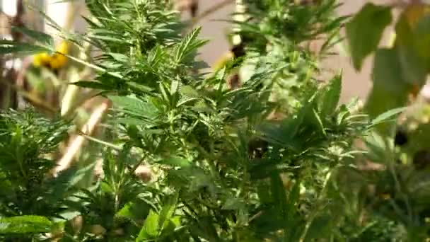 Planta Cáñamo Silvestre Cannabis Tipo Sativa — Vídeos de Stock