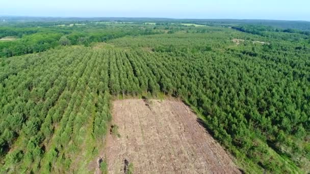 Campo Abeto Cerca Del Pueblo Buisson Cadouin Perigord Francia — Vídeo de stock