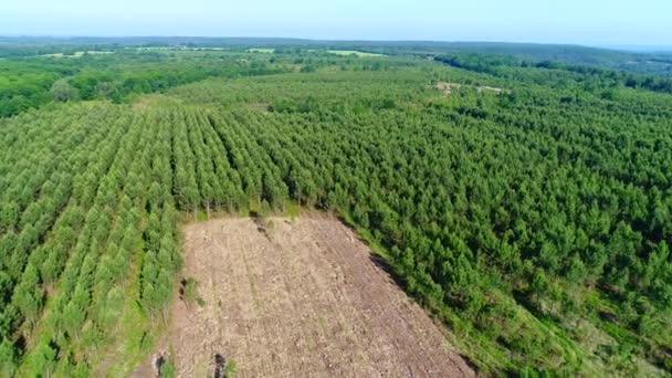 Campo Abeto Cerca Del Pueblo Buisson Cadouin Perigord Francia — Vídeo de stock