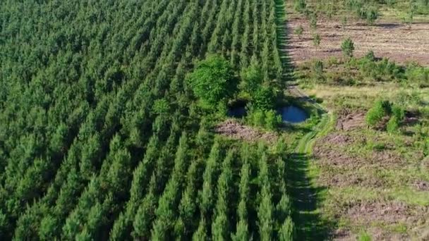 Campo Abeto Cerca Del Pueblo Buisson Cadouin Perigord Francia — Vídeos de Stock