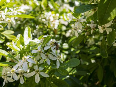 Bee on Mexican orange tree blossom