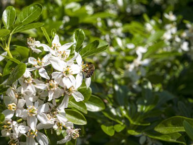 Bee on Mexican orange tree flower