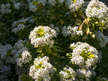Mexican Orange tree blossom in a vegetable garden