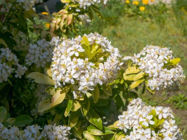 Mexican Orange tree blossom in a vegetable garden