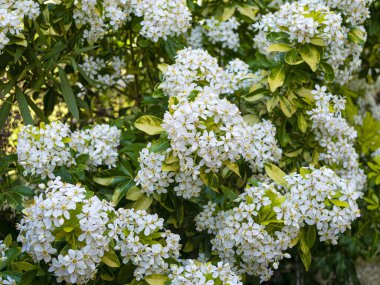 Mexican Orange tree flower in a vegetable garden