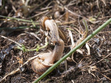 Doğal ortamında vahşi bir salyangoz