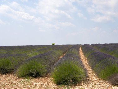 Fransa 'nın Verdon bölgesindeki doğal parktaki lavanta tarlası hava manzarası