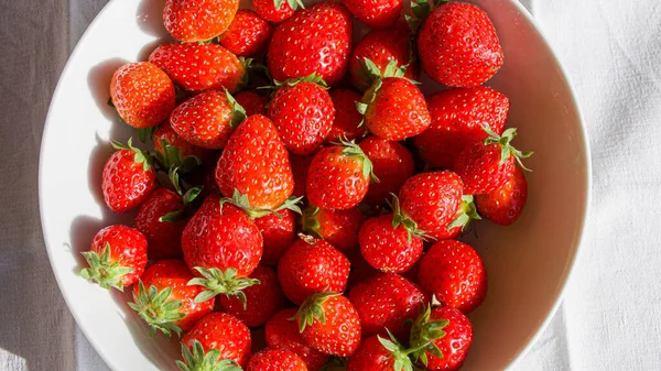 Marat Des Bois Strawberries Perigord Noir France — Stock fotografie