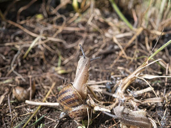Savage Snail His Natural Environment — Stock Photo, Image