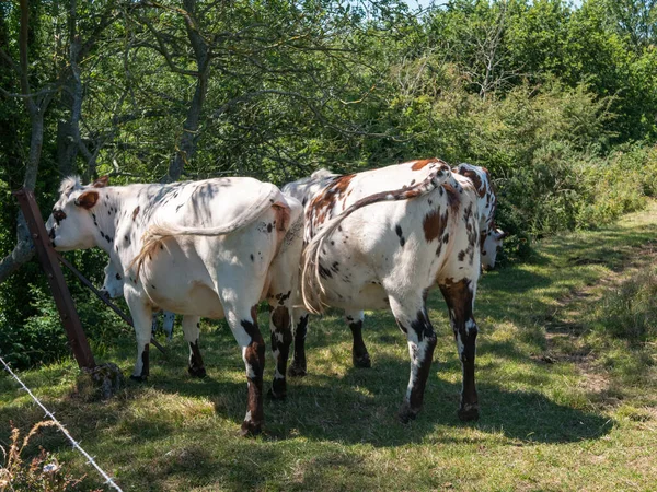 Vacas Normandia França Campo — Fotografia de Stock
