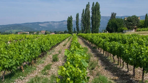 Unterwegs Zwischen Gidondas Und Beaume Venise Frankreich — Stockfoto