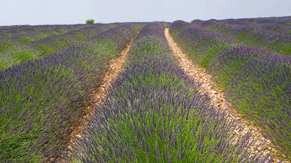 Lavender Field Verdon Regional Natural Park France Aerial View — Zdjęcie stockowe