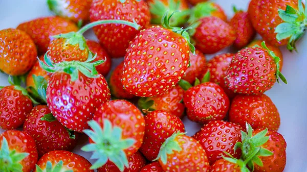 Erdbeeren Marat Des Bois Vom Périgord Noir Frankreich — Stockfoto