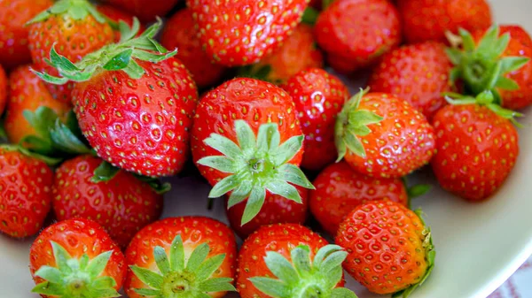 Erdbeeren Marat Des Bois Vom Périgord Noir Frankreich — Stockfoto