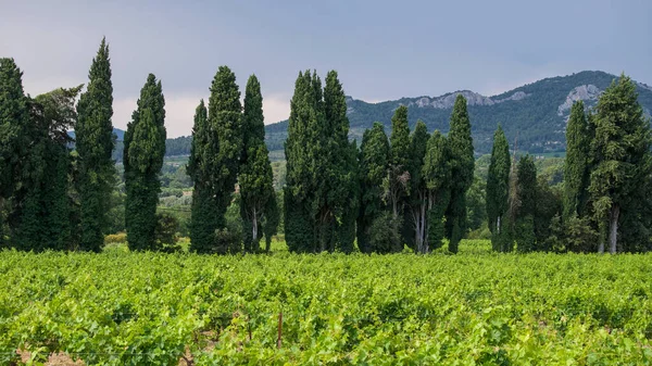 Unterwegs Zwischen Gidondas Und Beaume Venise Frankreich — Stockfoto